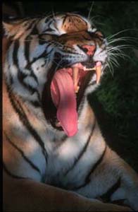 Please wait for the tiger !