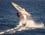 surfer